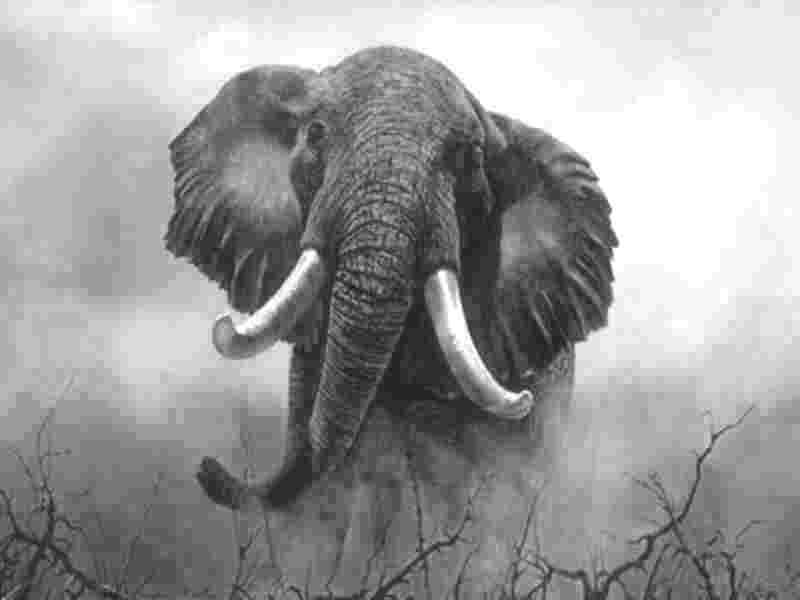 Les RadioEl�phants de C�te d'Ivoire