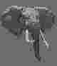 Les RadioEl�phants de C�te d'Ivoire..